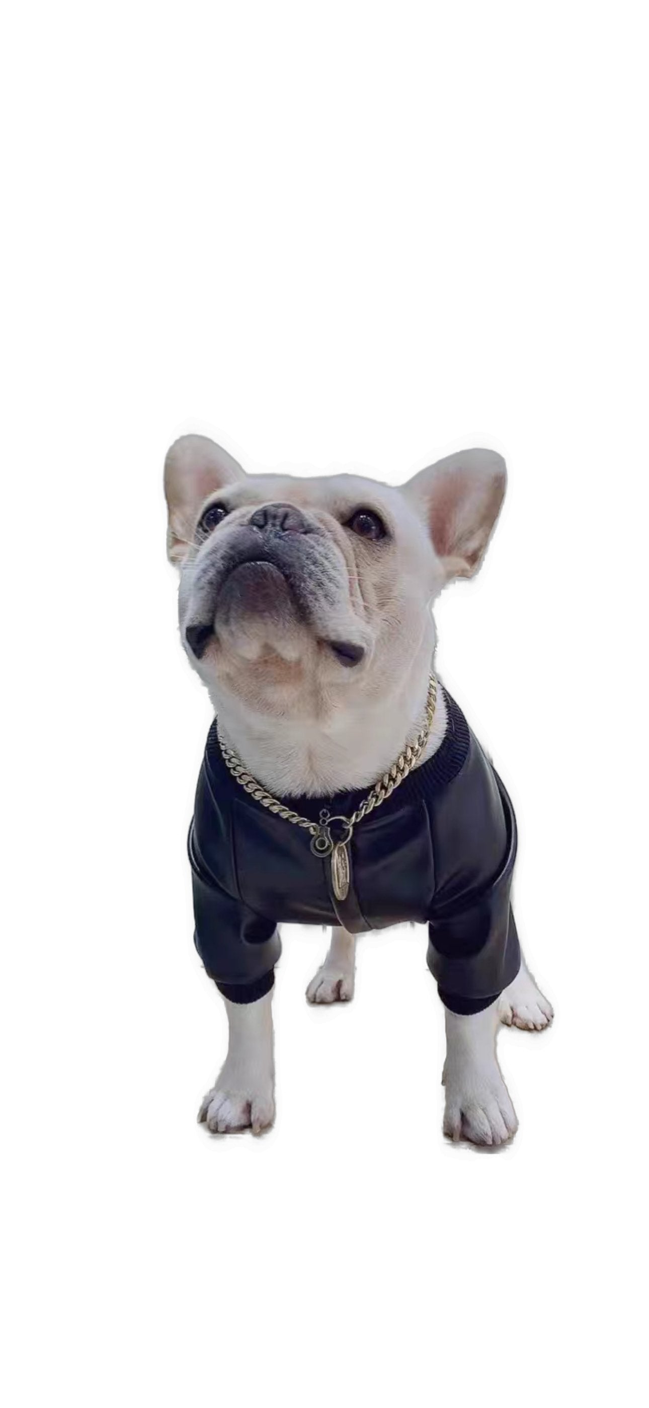 BigMobster - Dog’s Pu Leather Jacket - Sarman Fashion - Wholesale Clothing Fashion Brand for Men from Canada